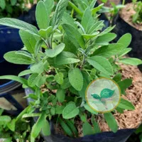 Bibit tanaman Herbal Sage/Salvia officinalis
