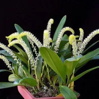 Anggrek bulbophyllum/anggrek cecentongan riniollshop