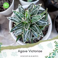 Agave victoriae-reginae, Queen Victoria tanaman hias taman sukulen