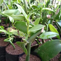 READY !!! Bibit tanaman vanili planifolia/ Sudah Tunas dan berAkar