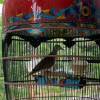 Burung Perkutut Bangkok Pilihan Keturunan "CORONA" Suara Besar