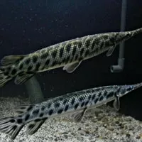 ikan aligator gar spatula