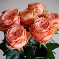 Fresh KAHALA Roses/Bunga Mawar Segar Warna BICOLOR CHAMPAGNE PEACH