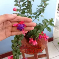 Tanaman Hias Pot Gantung Bunga Lampion / Bunga Fuchsia Blue