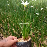 tanaman hias kucai tulip bunga putih/tanaman kucai bunga