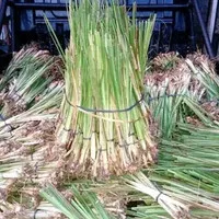rumput vetiver 1kg (70-80btg) - akar wangi - Rumput pencegah longsor