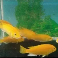 IKAN HIAS CICLID CHICLID CICHLID LEMON AQUASCAPE AQUARIUM AIR TAWAR