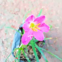 tanaman kucai tulip bunga pink