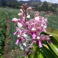 Vanda tricolor Gunung Merapi