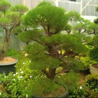 tanaman hias - pohon cemara udang bonsai