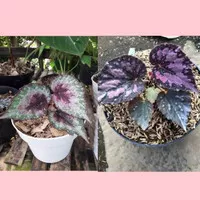 2 tanaman hias begonia rex pelangi+sexy maroon