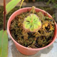 Drosera Burmanii