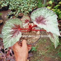 Tanaman Begonia Rex Pelangi / pohon begonia Rex silver