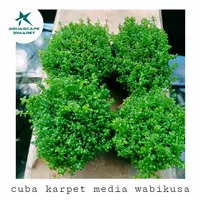 cuba karpet tanaman air-tanaman aquascape hemianthus cuba wabikusa