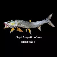 Ikan elopichtys bambusa yellowcheek / yellow cheek carp