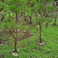 tanaman hias bonsai Cemara udang pesanan ka. ibnu