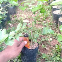 Bibit sancang import-bahan bonsai-tanaman murah