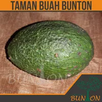 Alpukat Hass - Bibit Tanaman Buah Alpukat Hass