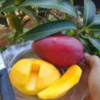 Bibit Mangga Yuwen Merah Super Siap Berbuah / Bibit Buah Buahan