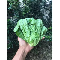 Romaine lettuce / selada romaine