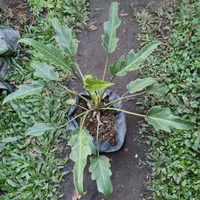 tanaman Philodendron xanadu