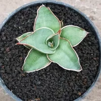 Sansevieria Blue Leaf / Tanaman Hias Sansevieria / Sansevieria Mini