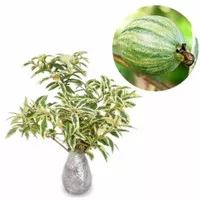 Jambu kerikil variegata varigata/bibit tanaman buah