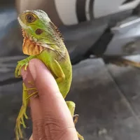 iguana baby green / red