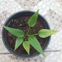 Anthurium Gelombang Cinta Bibit