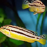 IKAN HIAS CICLID NIASSA NIASA CICHLID CICLID AQUARIUM AQUASCAPE TAWAR