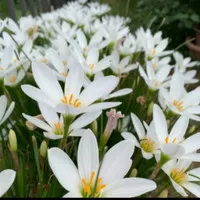 tanaman hias kucai bunga putih rimbun
