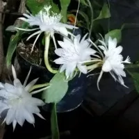 Tanaman wijaya kusuma, tanaman gantung wijaya kusuma, tanaman herbal w
