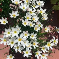 Tanaman hias kucai tulip bunga putih - Lily hujan putih - kucai bunga