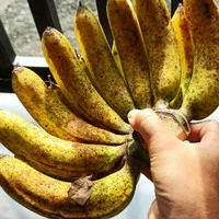 Pisang Barangan Medan