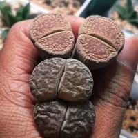 lithops 2cm double head