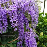 BIBIT TANAMAN PETREA VOLUBILIS PURPLE BESAR OUTDOOR BUNGA RAMBAT UNGU