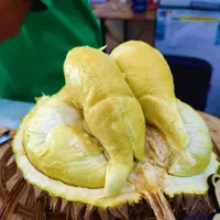 Bibit buah durian montong unggul jumbo - bibit tanaman durian Montong