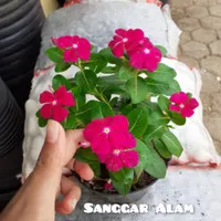 TANAMAN HIAS BUNGA VINCA PINK BERBUNGA + POT