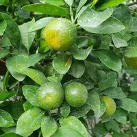 Bibit buah jeruk lemon cui / jeruk kasturi / jeruk peras