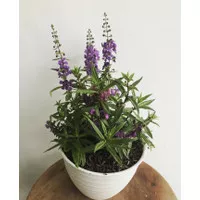 Tanaman hias bunga lavender / tanaman lavender inc pot putih