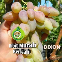 bibit anggur dixon (beli 2 gratis 1 bibit anggur)