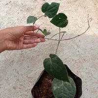 tanaman Sirih Hitam 6-9 daun (indukan)