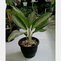 tanaman hias aglonema sipon/tanaman aglonema hias