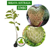 Bibit Srikaya Jumbo Australia