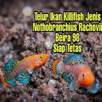 Telur Ikan Killifish Rachovii Beira 98 Siap Tetas