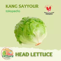 Lettuce head 1 kg selada kepala 1kg sayur segar