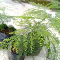 Bibit Tanaman Hias Asparagus Plumosus/In-Outdoor/Murah Berkualitas