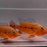 ikan p.bass xingu
