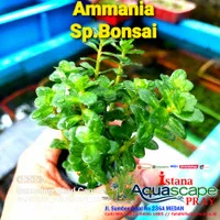 Tanaman Aquascape Ammania Bonsai