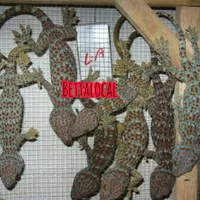 tokek gecko/tokek rumah hidup 8-13 cm